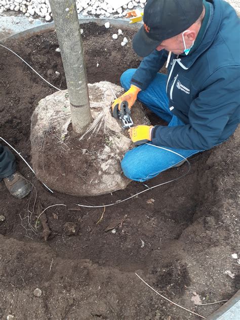 Ancoraggio di un albero al trapianto .